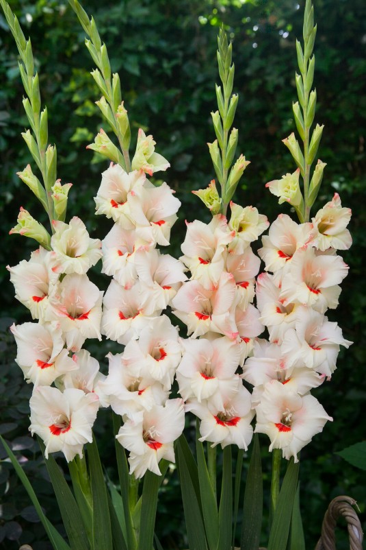 Gladiolus 'Candy Bar'